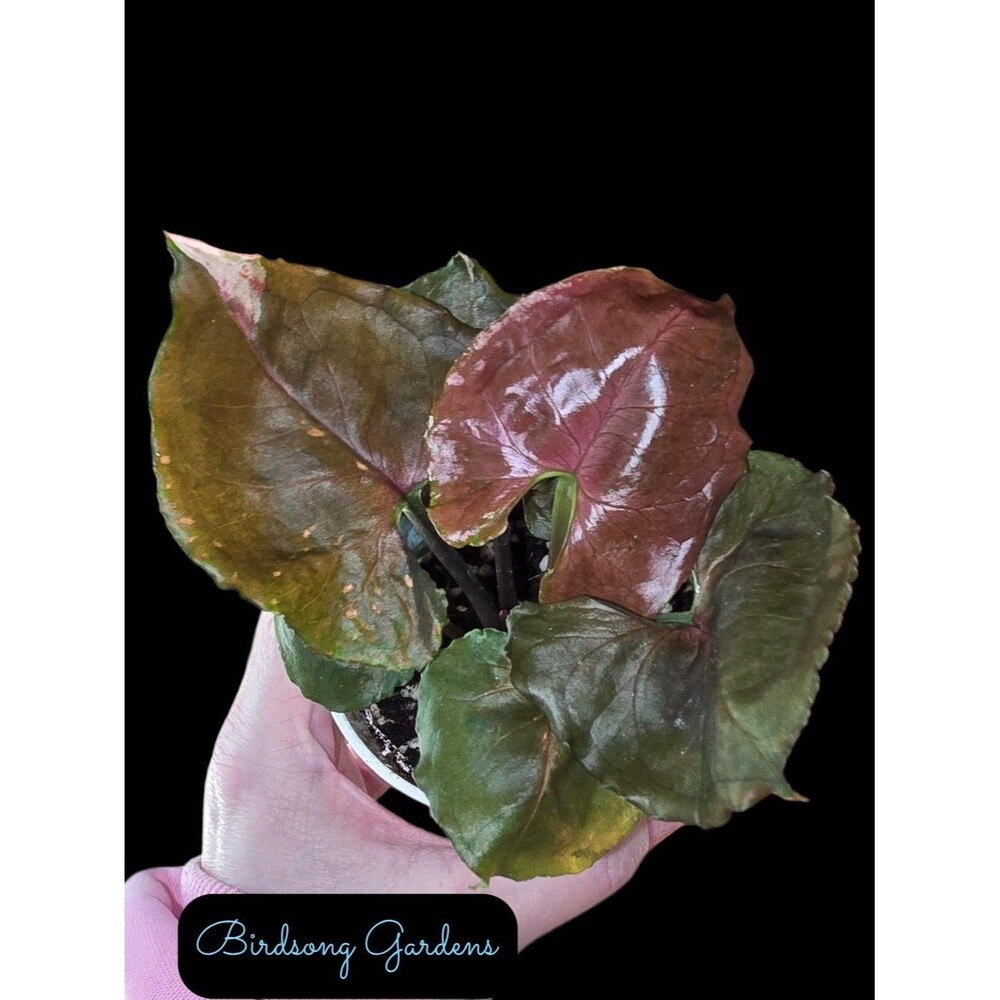 Syngonium Strawberry Ice Rooted 4" Pot